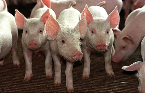 Foto: Banco de Imagens