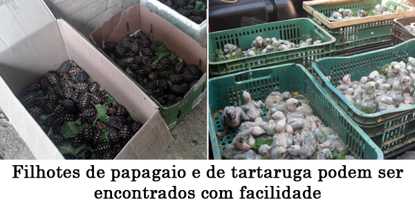 Foto: Jornal Capital Caxias_ Banco de Imagens