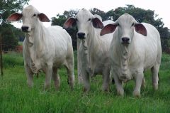 1 5 Exportaþes Banco de Imagens