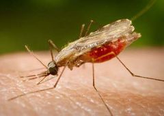 Rio notifica cinco casos suspeitos de malária Portal Biologia Divulgação