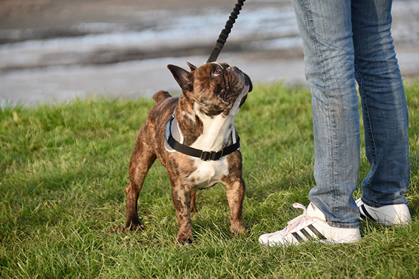 Lei proíbe coleira de choque em cães no estado do Rio