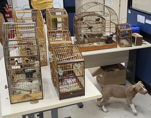 Polícia Civil realiza ação contra tráfico de animais silvestres e maus-tratos