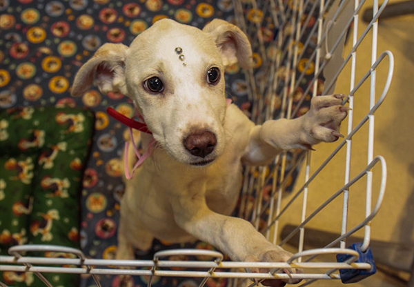 Governador sanciona lei que regulariza procriação e venda de animais