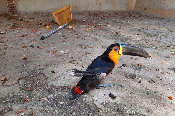 MPF denuncia Ibama e ex-dirigentes por maus tratos a animais no Rio de Janeiro