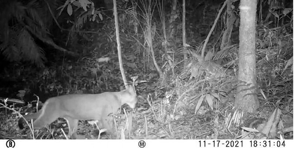 Foto: Banco de Imagens Onça-parda é vista em área onde era considerada extinta no Rio