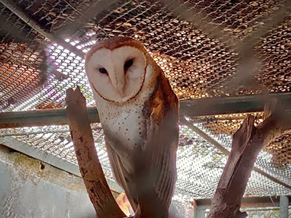 MPF celebra acordo com Ibama para reforma do Centro de Animais Silvestres do Rio de Janeiro