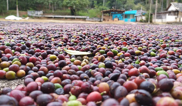 Foto: Banco de Imagens Produção de café no estado do Rio registra aumento de 127% no faturamento