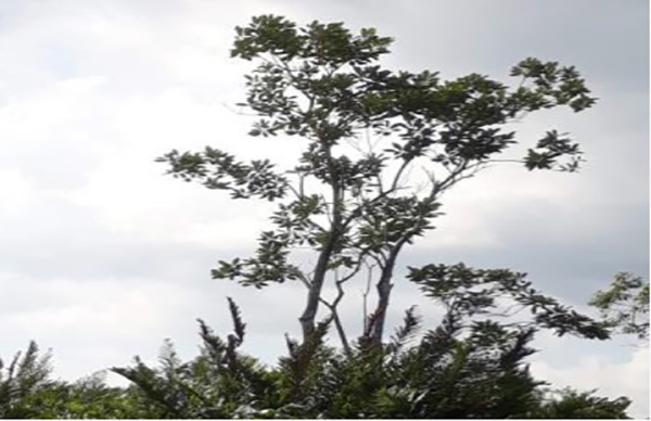 Município de Duque de Caxias ganha primeira RPPN reconhecida pelo Inea