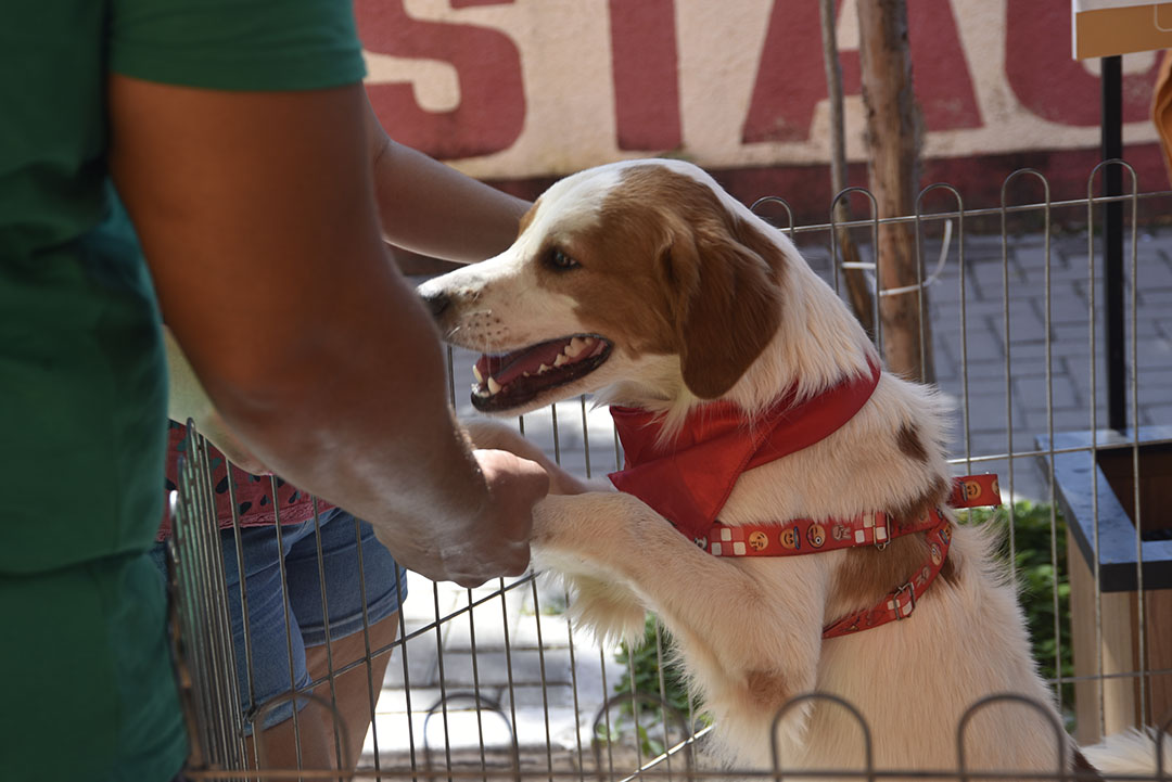 Foto: Banco de Imagens Cães e gatos ganham novo lar na campanha de adoção de animais