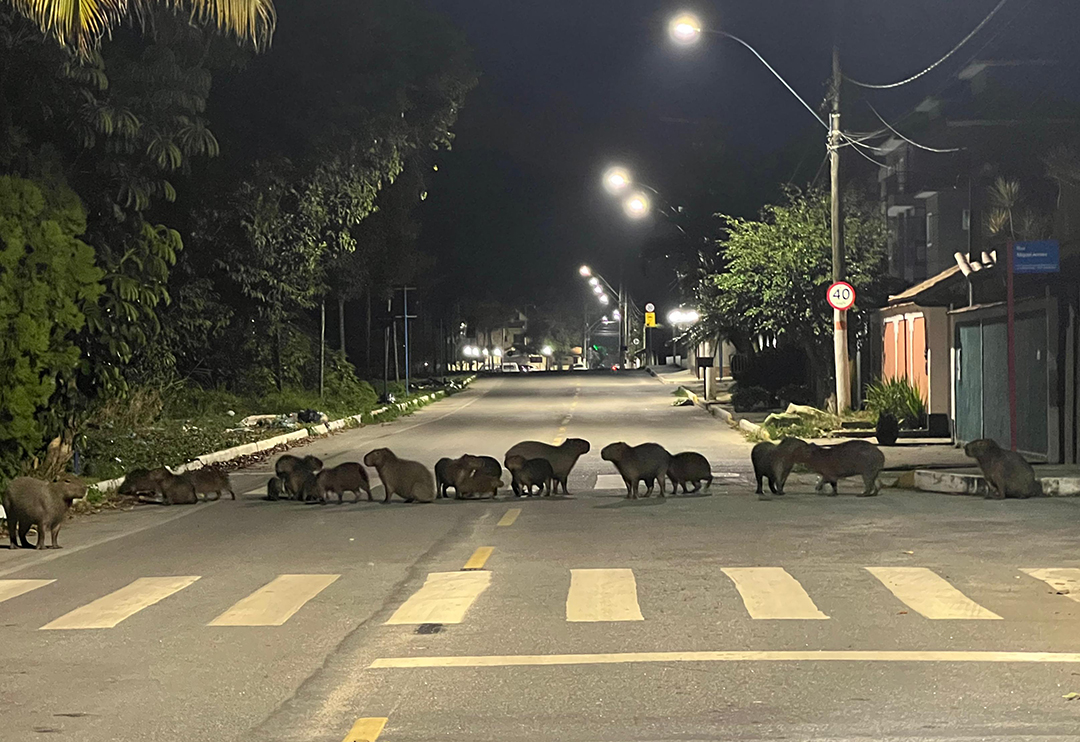 Fotógrafo de Maricá registra passeio de 20 capivaras