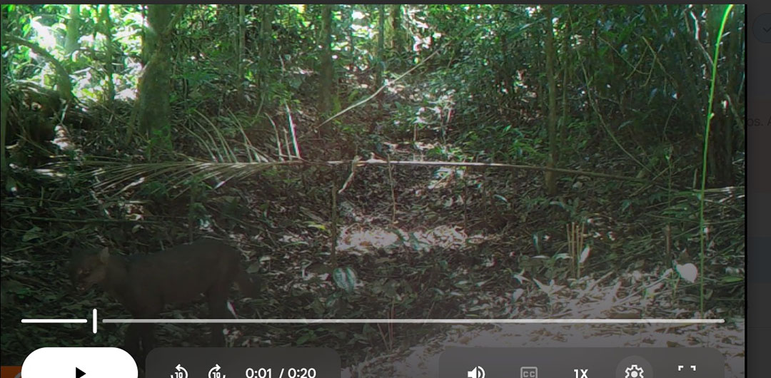 Foto: Banco de Imagens Maricá faz segundo flagrante de gatos-mouriscos por câmeras de monitoramento