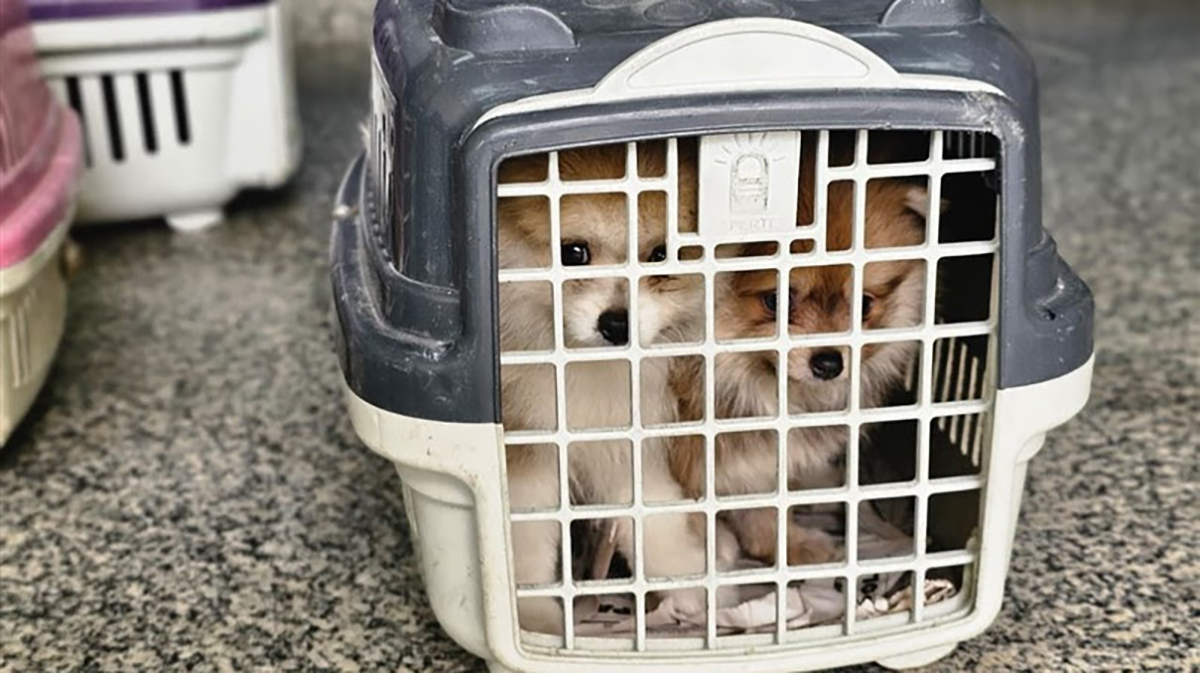 Foto: Divulgação/Alerj Comissão da Alerj resgata cachorros em feira e autua casal por venda ilegal e maus-tratos