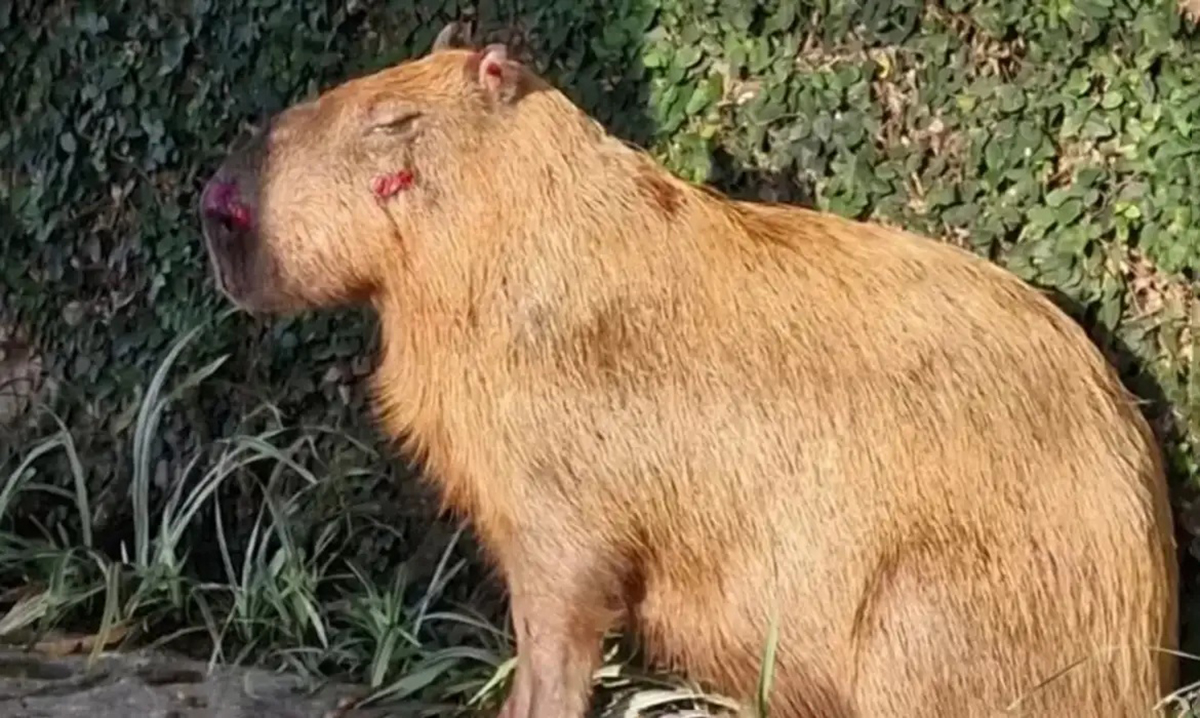 Foto: CRAS/Divulgação Agressores de capivara tem prisão convertida em preventiva