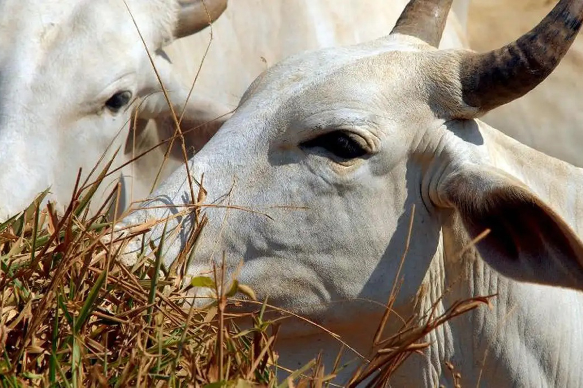 Foto: Arquivo/Agência Brasil União Europeia oficializa veto à carne e outros produtos brasileiros a partir de setembro