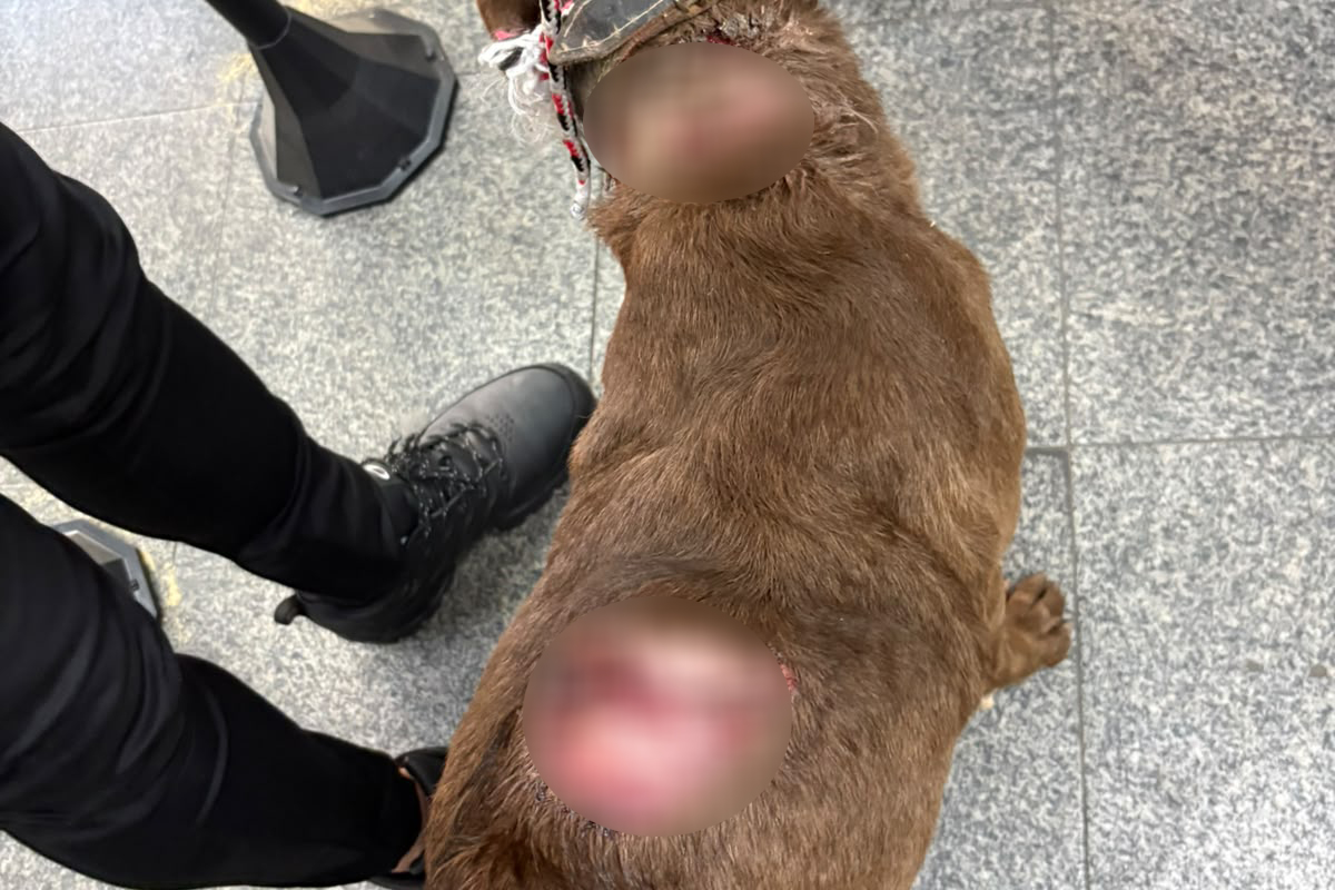 Foto: Divulgação Comissão da Alerj resgata cão abandonado com tumor